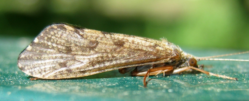 Trichoptera da Id.